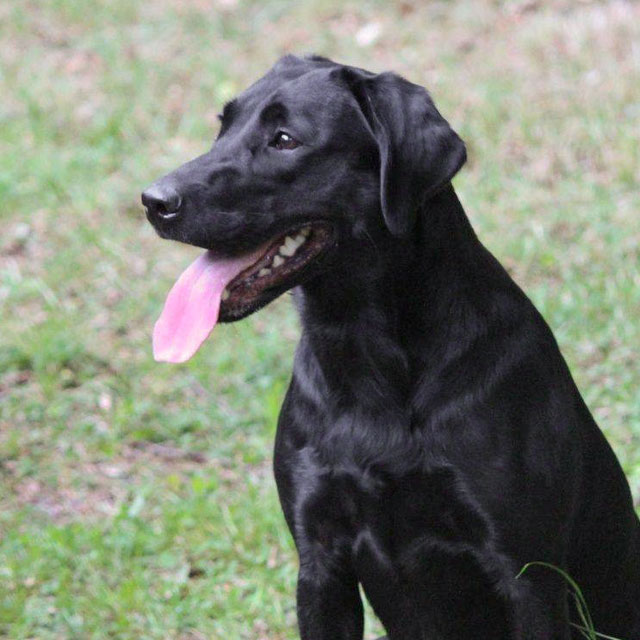 Ruby (Dashwood Dakota Ruby)