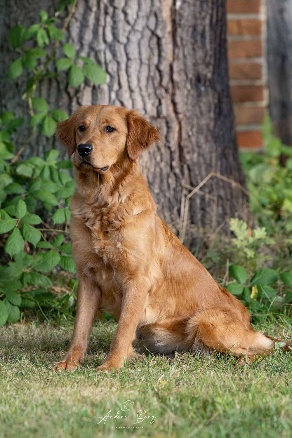 Limetrees Golden One and Only