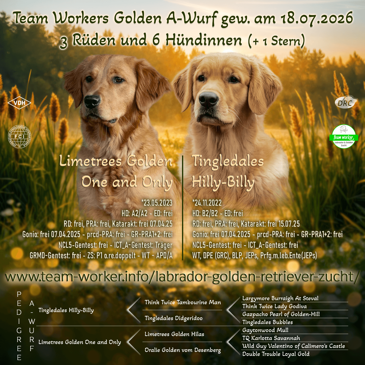 Team Workers A-Wurf (Golden) Only und Hunter sind Eltern geworden! (Limetrees Golden One and Only x Tingledales Hilly Billy). Only hat gestern morgen in knapp 4 Stunden 10 Welpen gewölft. Wir freuen uns über 3 Rüden und 6 Hündinnen. Eine Hündin kam leider tot zur Welt. Only und der Rasselbande geht es gut. Wir freuen uns auf alles, was kommt!